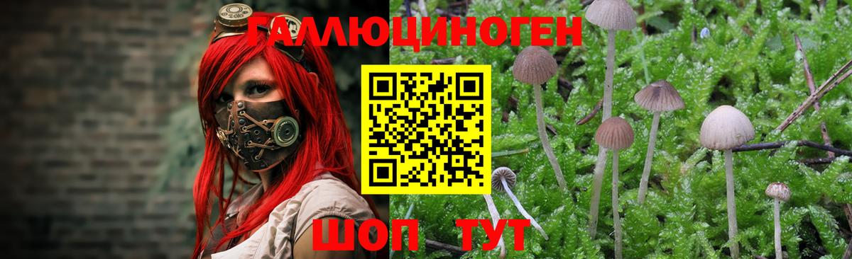 продажа наркотиков  Галлюциногенные грибы GOLDEN TEACHER  Галлюциногенные грибы Cubensis  Вход с VPN  Междуреченск 